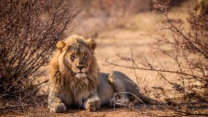 Vacanza in Africa: un sogno a portata di mano