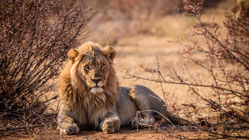 Vacanza in Africa: un sogno a portata di mano