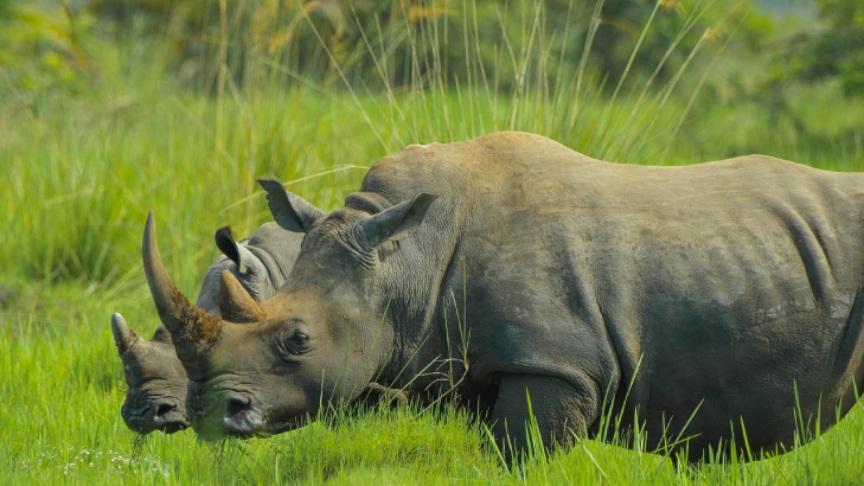 Rinoceronti, Uganda