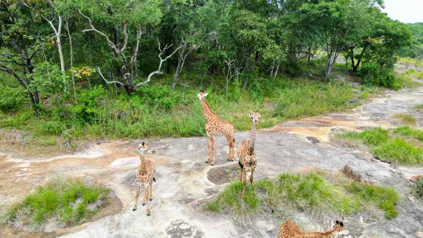 Vacanza in Mozambico: guida completa per un’avventura indimenticabile