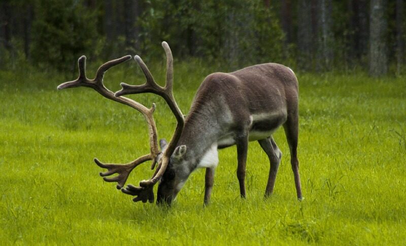 Vacanza in Finlandia: tra foreste secolari e notti bianche