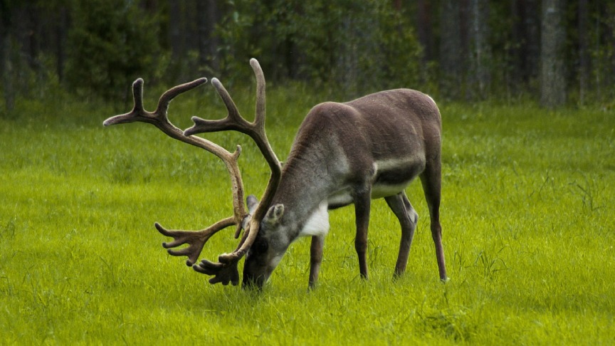 Vacanza in Finlandia: tra foreste secolari e notti bianche