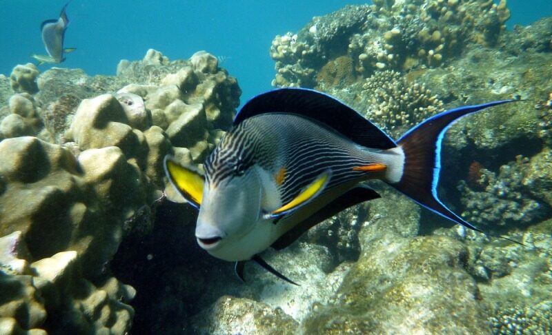 Vacanza a Marsa Alam: la guida completa