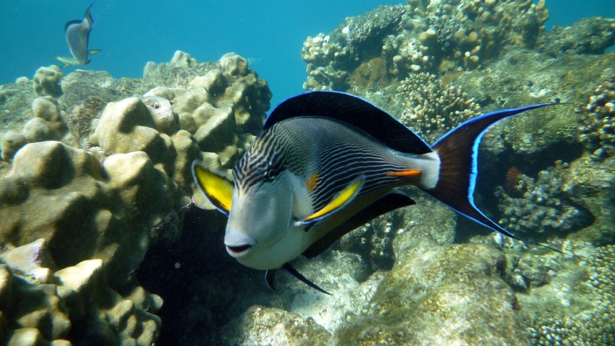 Vacanza a Marsa Alam: la guida completa